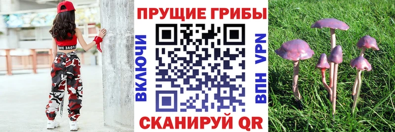 Купить  Славск  Галлюциногенные грибы MAGIC MUSHROOMS 